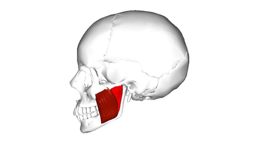 Masseter