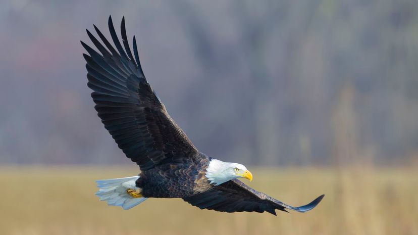 Bald eagle