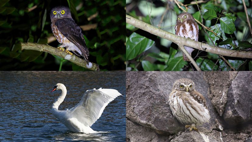 andaman boobook, Javan owlet, subtropical pygmy owl, mute swan