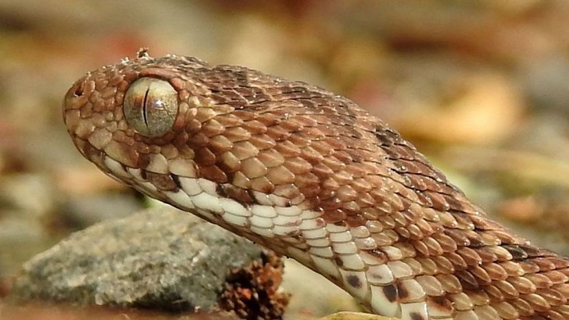 Saw-scaled viper