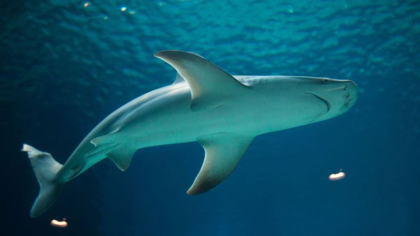 Sandbar Shark