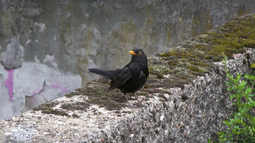 Eurasian blackbird on wall