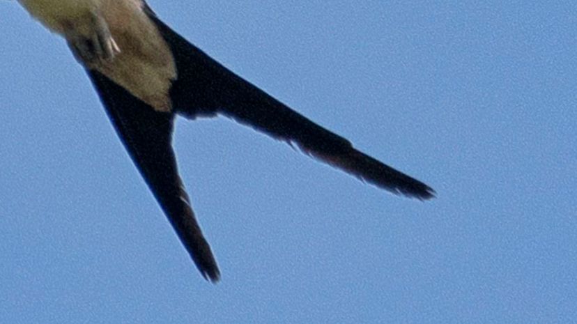 Swallow-tail gull tail
