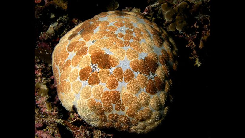 Cushion star