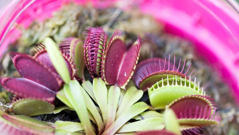 venus flytrap