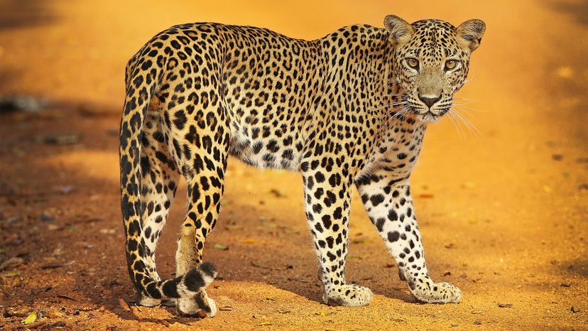 Sri Lankan leopard