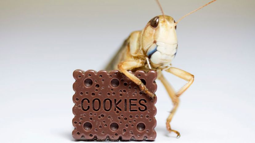 Grasshopper Eats Cookie