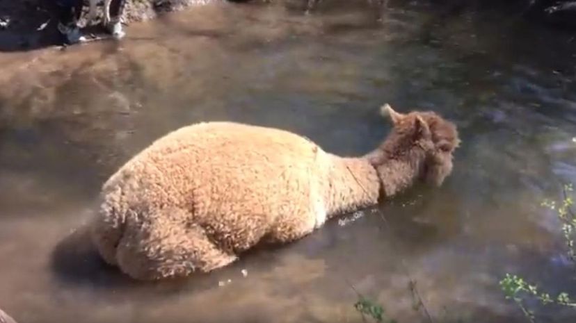 Alpaca Swim