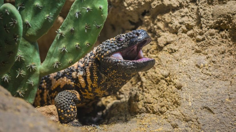 Gila Monster