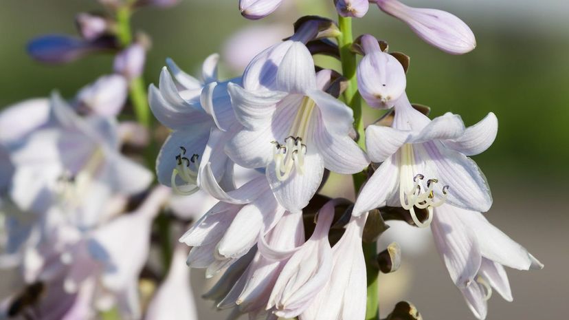 Hosta