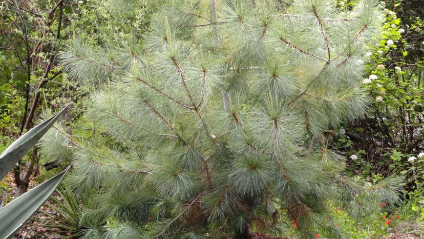31 Pinus maximartinezii