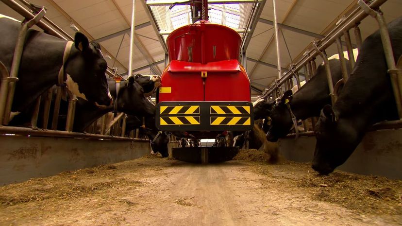 Robotic cattle feeding system