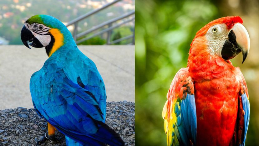 Blue and yellow macaw (Scarlet macaw)