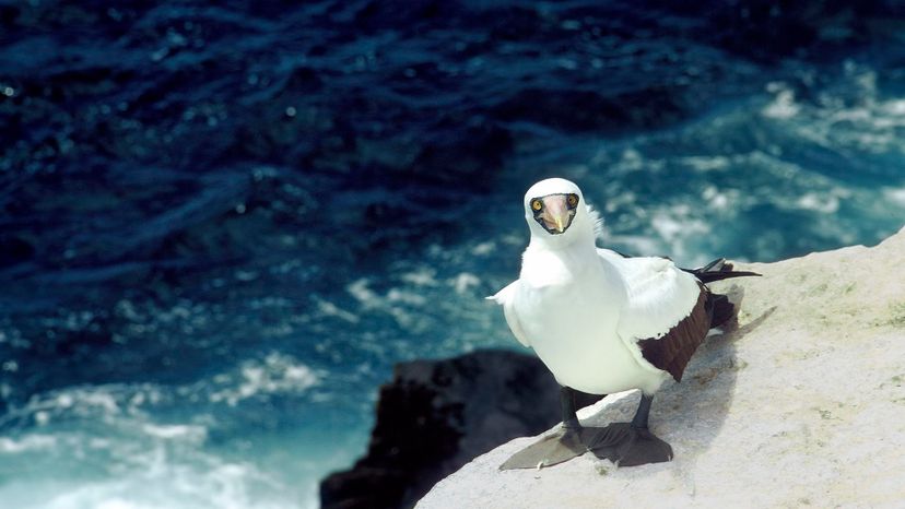 Masked booby