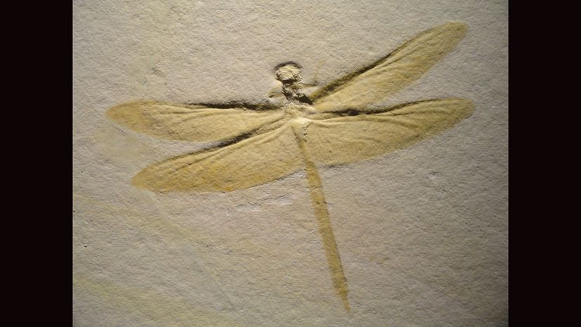 Insect