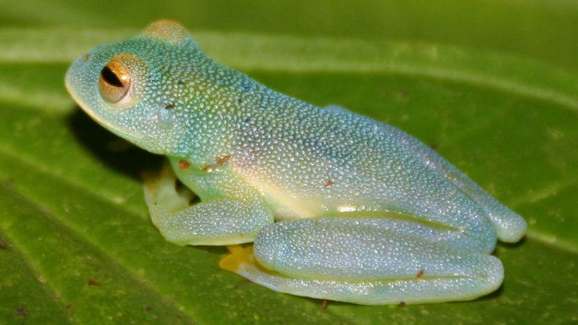 Glass frog