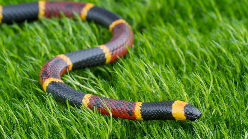 21 Coral snake