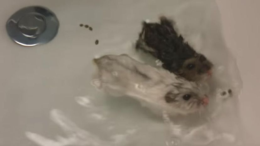 Do hamsters best sale like to swim