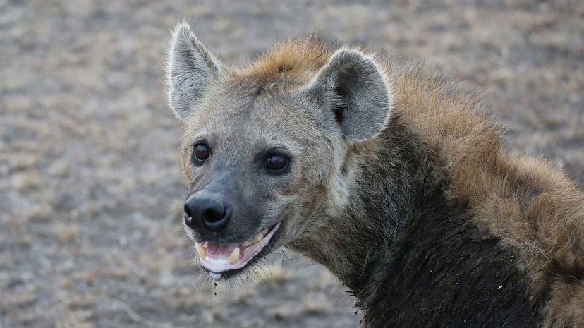 Q 21 Hyena