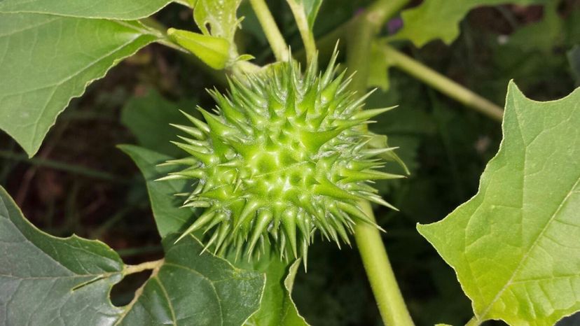Pricklyburr