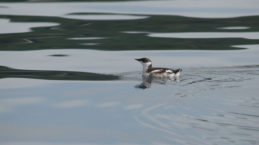 Marbled_Murrelet