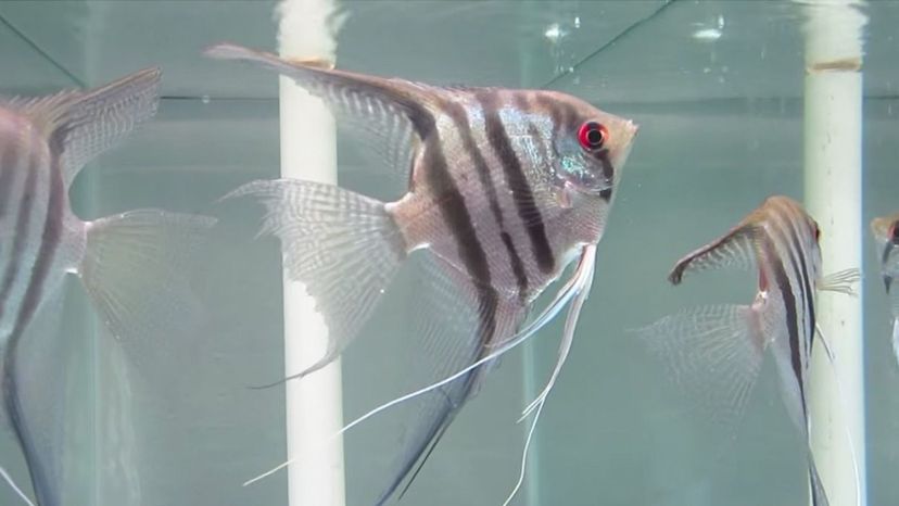 Zebra Angelfish