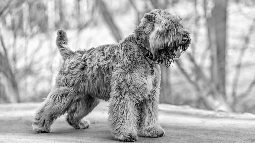 Soft Coated Wheaten Terrier