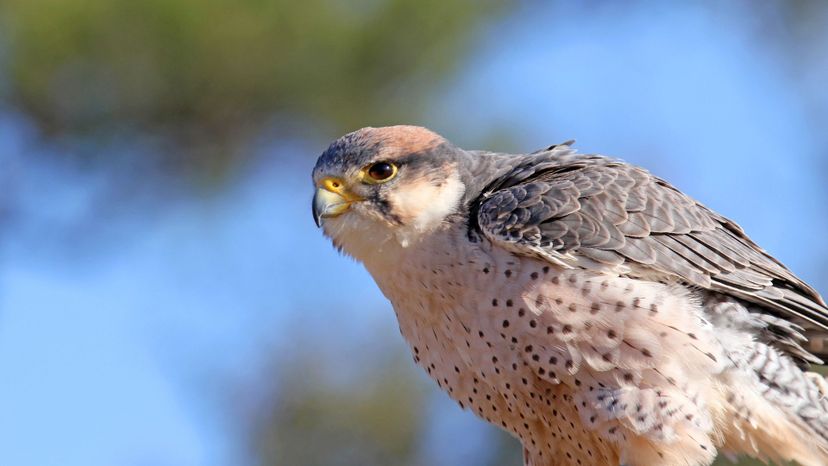 Lanner Falcon