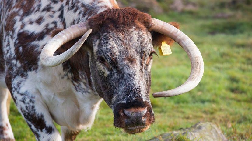 English Longhorn