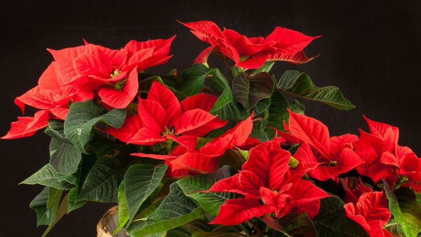 Pointsettia