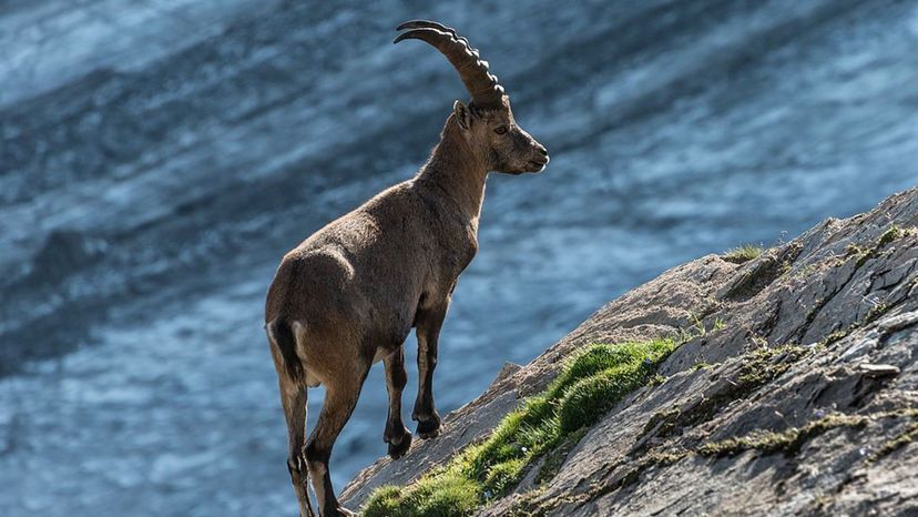 Capra Ibex