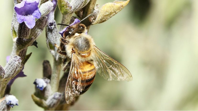 Africanized Honey Bee