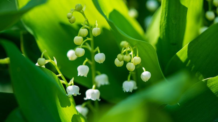 Lily of the valley