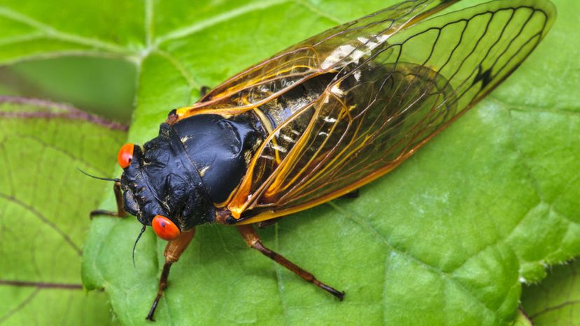 Periodical Cicada