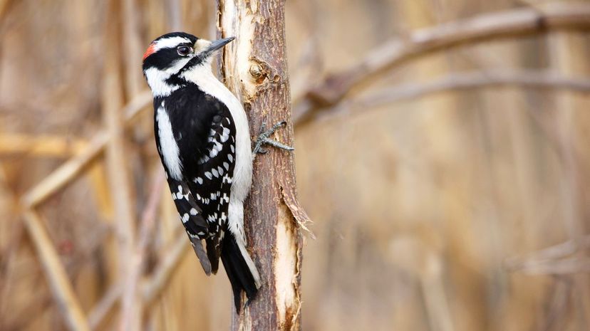 Downy woodpecker