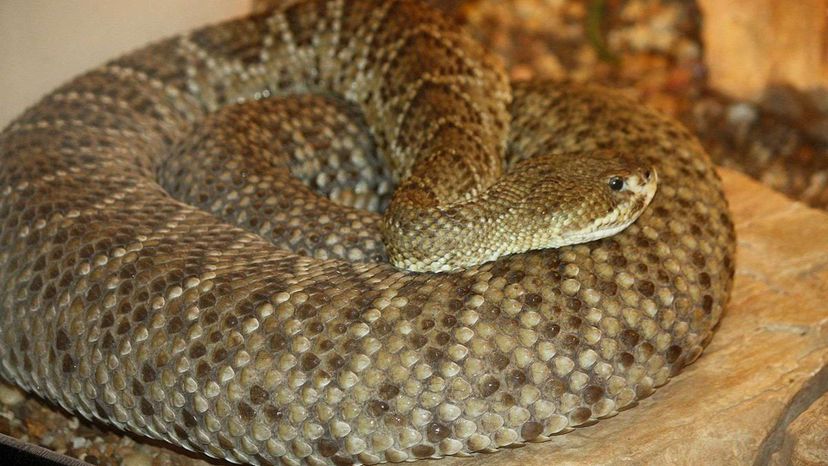 Mexican West Coast Rattlesnake