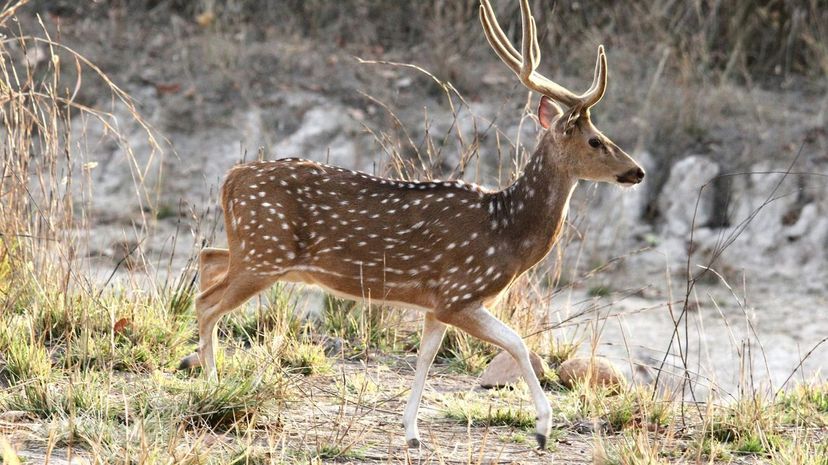 Chital