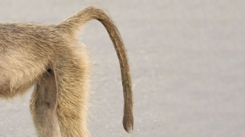 Chacma baboon tail