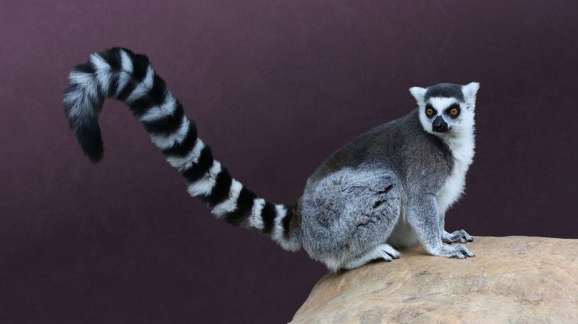 Ring-Tailed Lemur