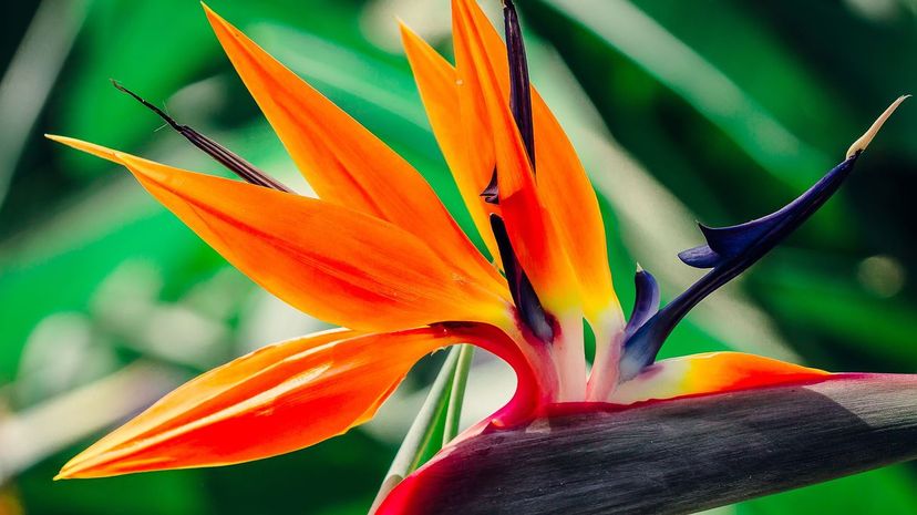 Bird of Paradise