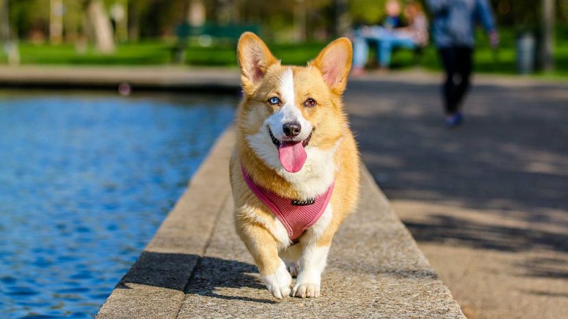 Corgi