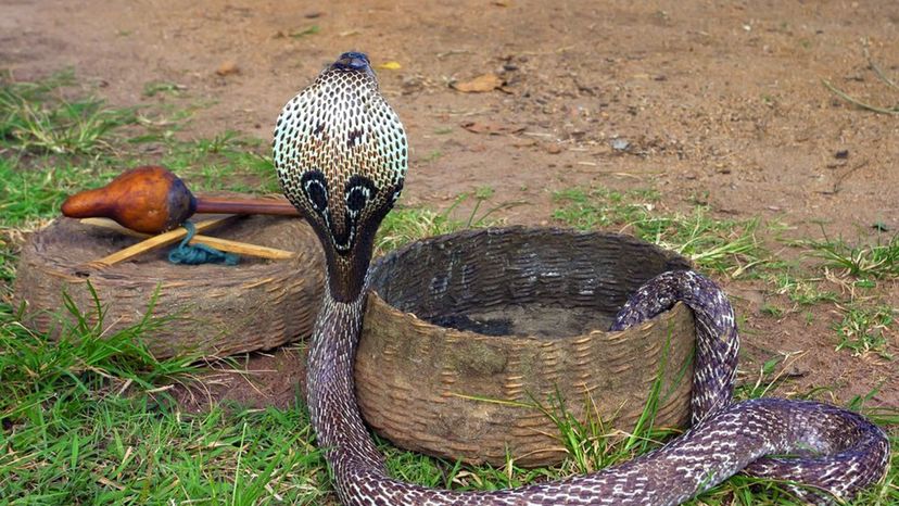 Indian Cobra