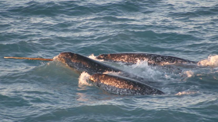 Pod_Monodon_monoceros