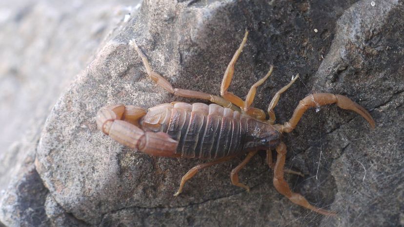 Indian Red Scorpion