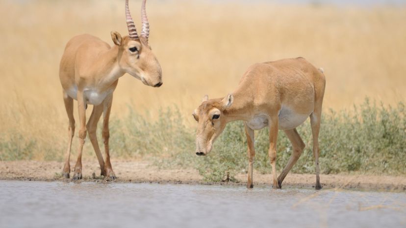 saiga antelope