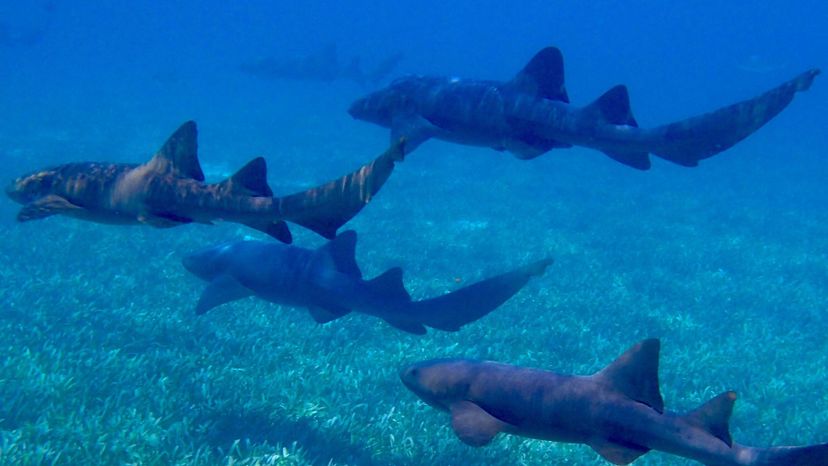 Nurse shark