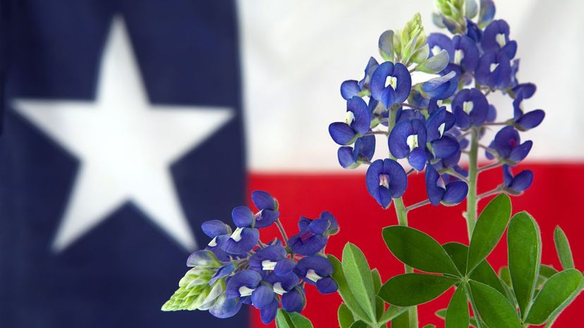 Are You an Expert in Texan Traditions?