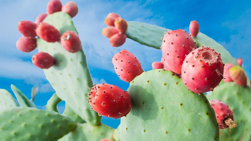 Opuntia ficus-indica (Sweet prickly pear)