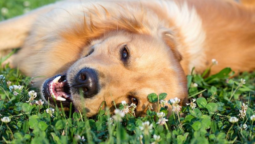 Take This Quiz and We'll Help You Pick the Perfect Dog!