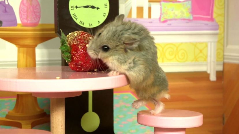 Campbell's Dwarf Hamster